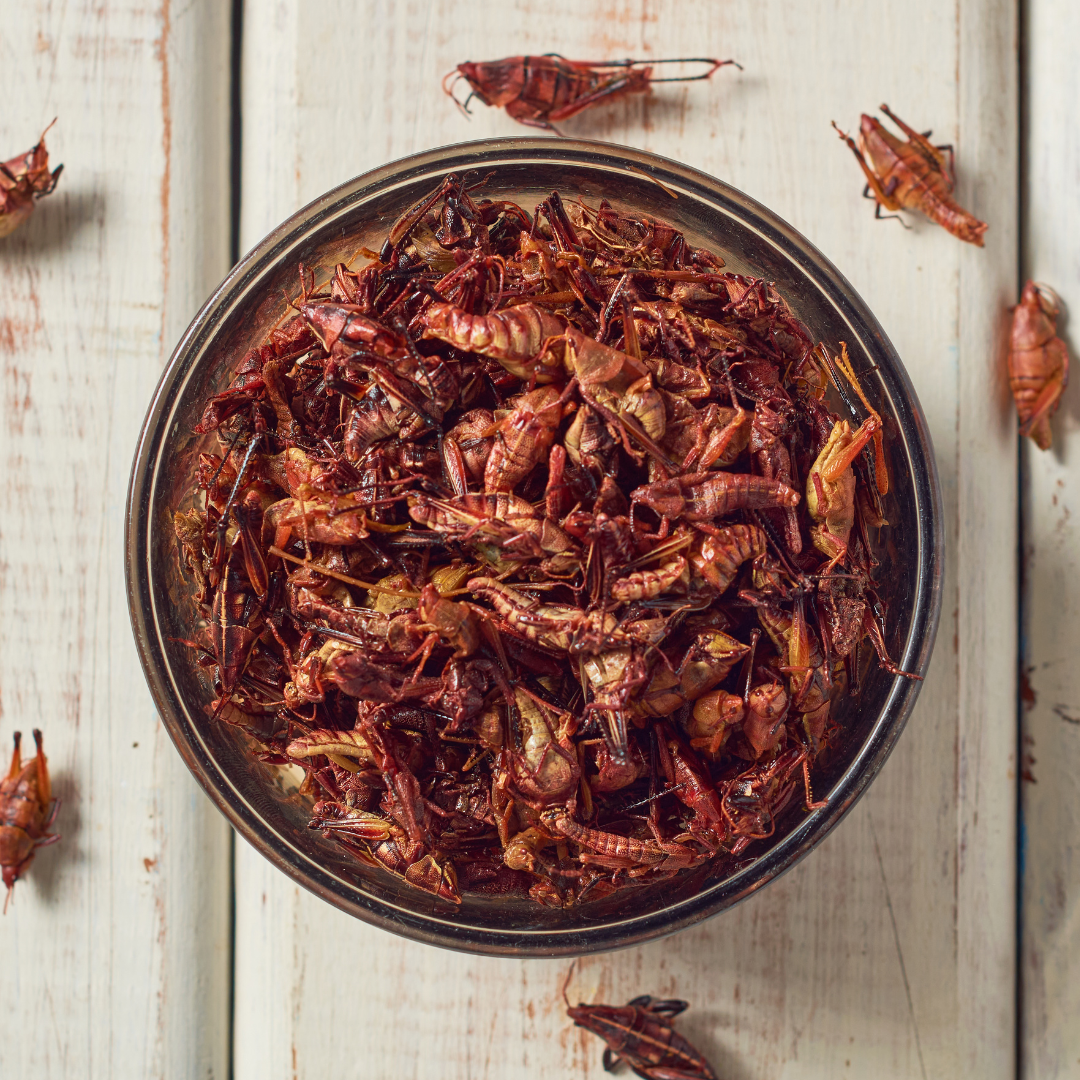Discovering Chapulines: A Taste of Oaxaca with Yerbero