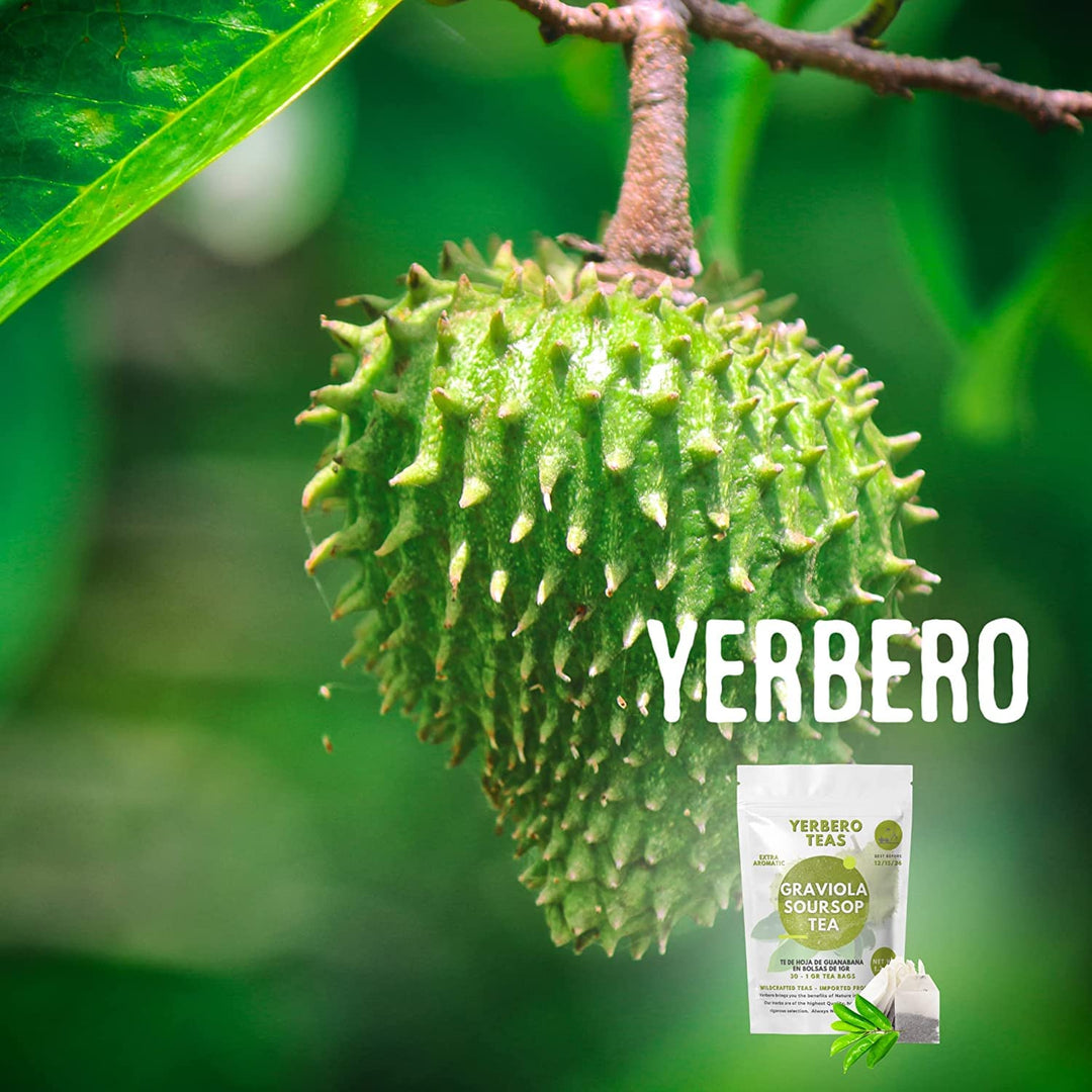 Yerbero - Whole Wildcrafted Dried Graviola Soursop Leaves 1 LB (453g - 1300+ Leaves Per Bag)