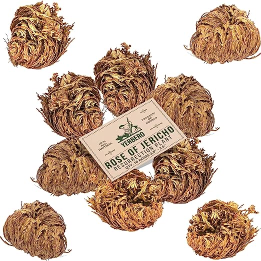 10 Pack Big Rose Jericho Dried Flower