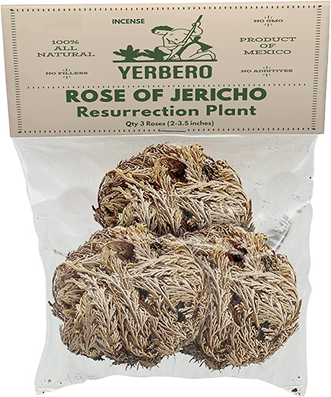 3 Medium Size Jericho Dried Roses 