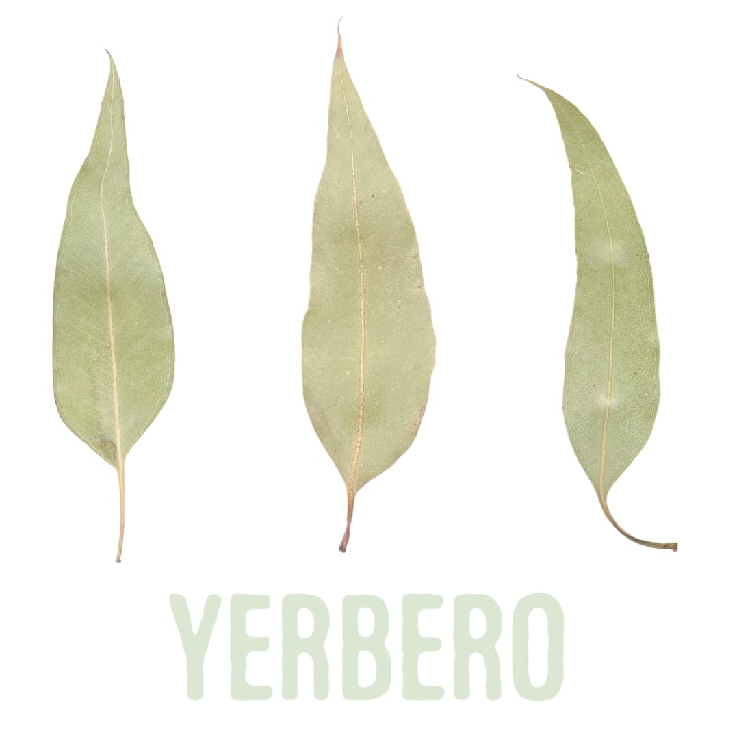 Yerbero Premium Eucalyptus Leaf Tea - Whole Dried Leaves | Hoja De Eucalipto | Natural, Non-GMO, Soothing Hot or Cold Brew | Fresh, Flavorful Hoja Eucalipto Tea | Crafted by Nature for Pure Enjoyment