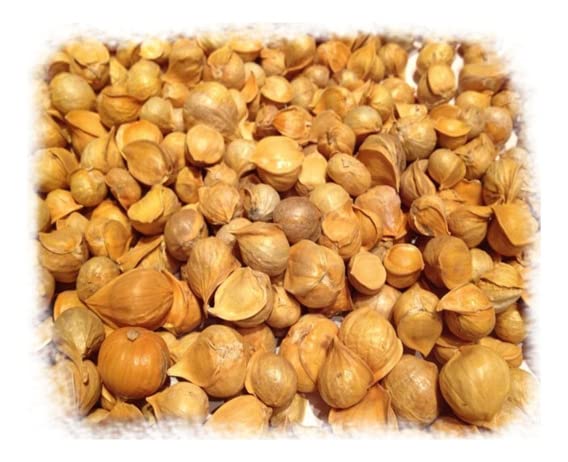 Yerbero - Japanese Garlic | Ajo Japones ( Allium sativum ) 400+ Garlic Cloves | 1 LB (455gr) | Premium Quality