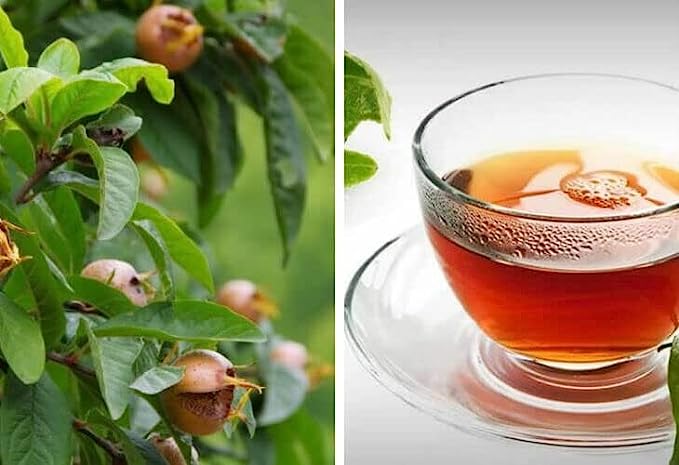 Yerbero - Te Herbal Hojas De Nispero 2oz (58gr) Herbal Tea (Loquat Leaves Tea)