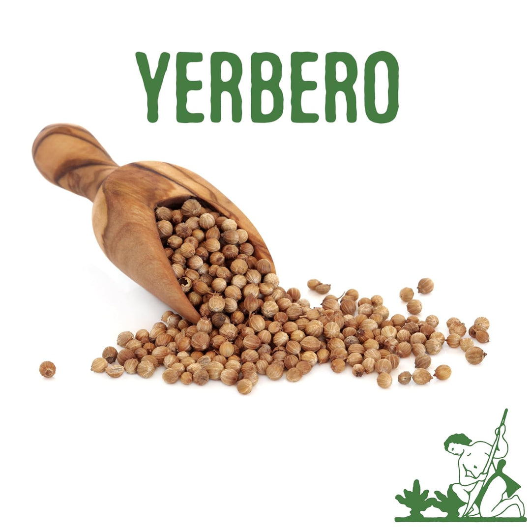 Yerbero - Coriander Seeds (Multiple Sizes) Semilla de Cilantro Premium Coriandrum sativum Gourmet Spices - All Natural, No Additives, Vegan