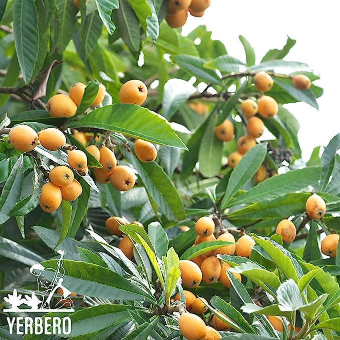 Yerbero - Te Herbal Hojas De Nispero 3 oz (85gr) Herbal Tea (Loquat Leaves Loose Tea)