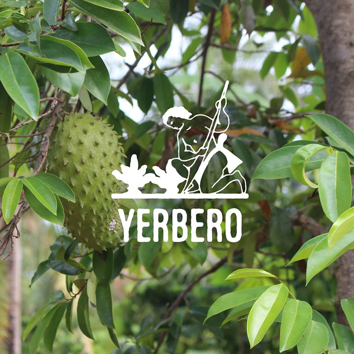 Yerbero - Whole Wildcrafted Dried Graviola Soursop Leaves 1 LB (453g - 1300+ Leaves Per Bag)