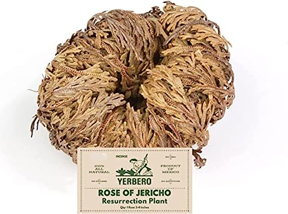 Yerbero - Jumbo Rose of Jericho Dried Flower 3.5'' - 6'' | Selaginella Lepidophylla | Resurrection Plant | Jumbo Size Dried Rose |