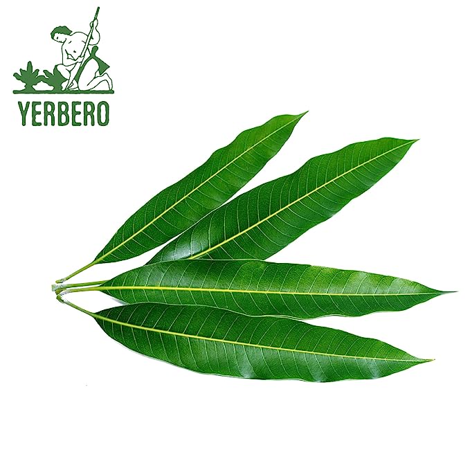 Yerbero - Hoja De Mango Entera (.75 oz - 22gr) Whole Dried Mango Leaves, Whole Leaf,100% All Natural D-Tox - Relaxation Tea |