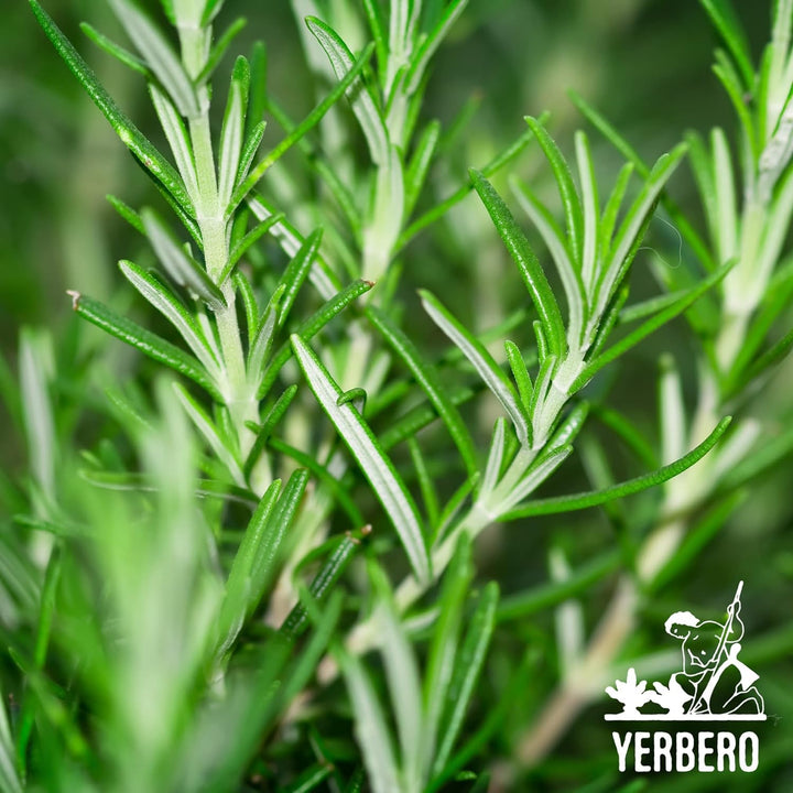 Yerbero - Premium Bulk Whole Rosemary Dried Leaves (Multiple Sizes) | Rosmarinus Officinalis | Hoja De Romero Deshidratada | Dried Whole Leaves For Gourmet Cuisine & Brewing Teas, Natural, Gluten-Free.