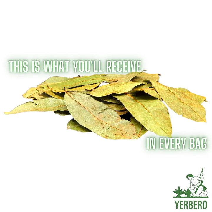 Yerbero - Whole Wildcrafted Dried Graviola Soursop Leaves 1 LB (453g - 1300+ Leaves Per Bag)