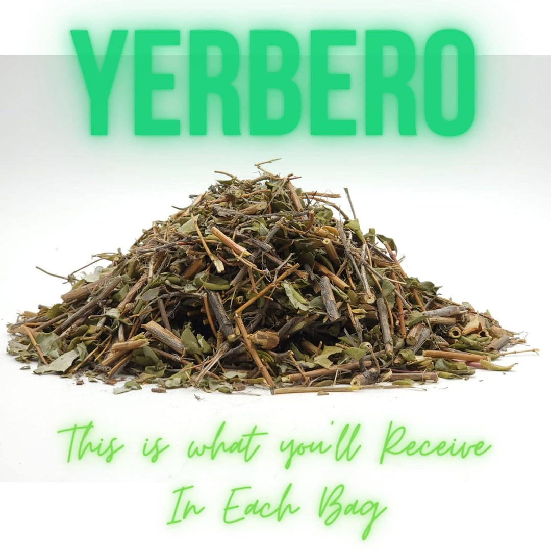 Yerbero - Moronel Bulk Loose Herbal Tea  | Planta De La Vida | Synadenium Grantii Hookcon | For Brewing Moronel Tea | Wildcrafted 100% All Natural Fresh Tea | Non-GMO.