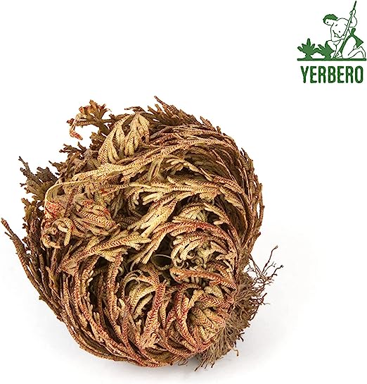 10 Pack Big Rose Jericho Dried Flower