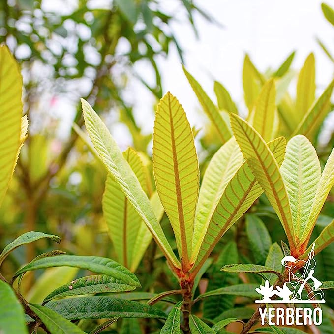 Yerbero - Te Herbal Hojas De Nispero 3 oz (85gr) Herbal Tea (Loquat Leaves Loose Tea)