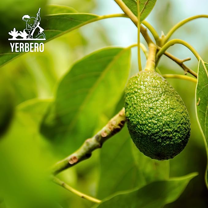 Yerbero - Dried Avocado Leaf 2 oz (56g) | Hoja De Aguacate Criollo - Aroma Fuerte | Aromatic, Strong Smell |