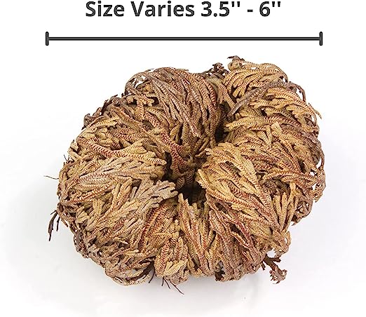 10 Pack Big Rose Jericho Dried Flower