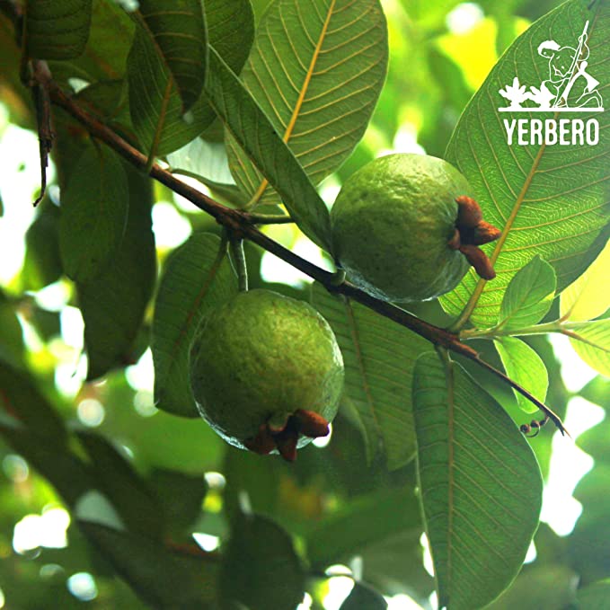 Yerbero - Hoja De Guayaba Entera (.75 oz - 22gr) Whole Dried Guava Leaf, Whole Leaf, Skin Care - Hair Re-Growth