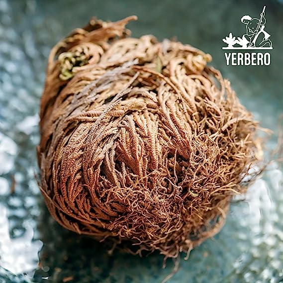 Yerbero - Jumbo Rose of Jericho Dried Flower 3.5'' - 6'' | Selaginella Lepidophylla | Resurrection Plant | Jumbo Size Dried Rose |