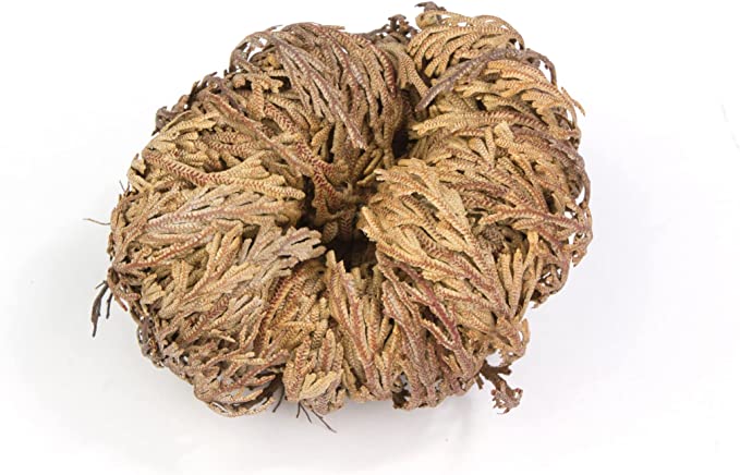 3 Medium Size Jericho Dried Roses 