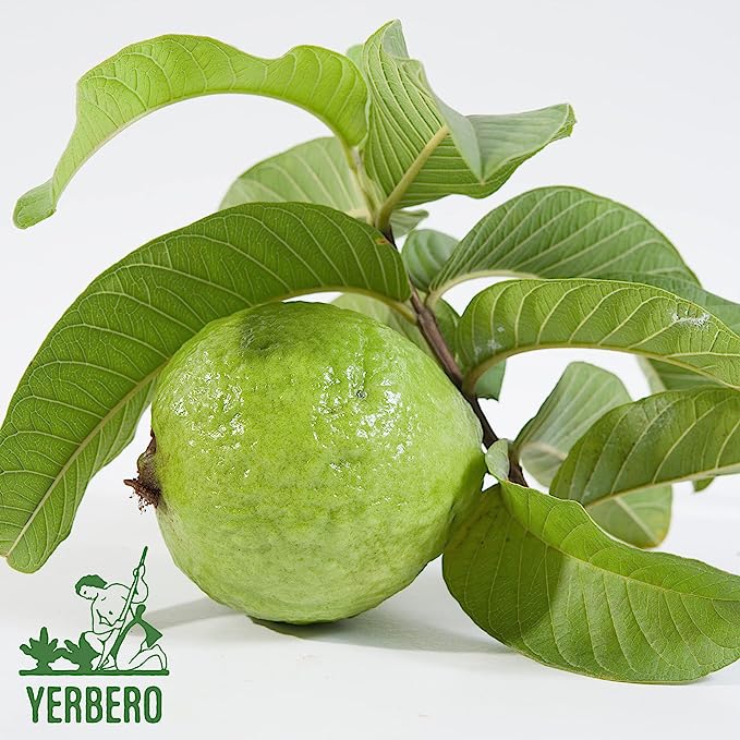 Yerbero - Hoja De Guayaba Entera (.75 oz - 22gr) Whole Dried Guava Leaf, Whole Leaf, Skin Care - Hair Re-Growth