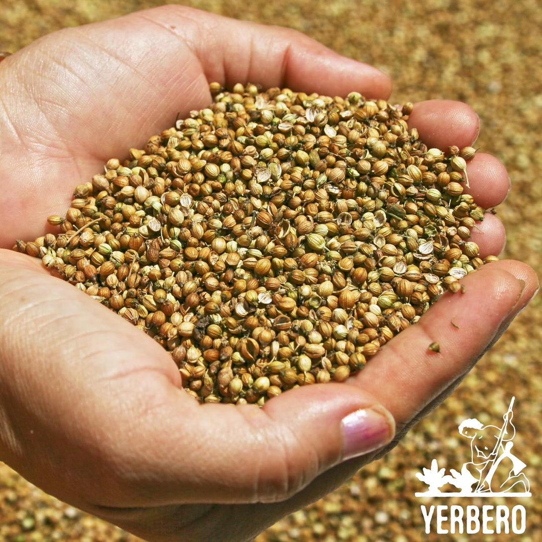 Yerbero - Coriander Seeds (Multiple Sizes) Semilla de Cilantro Premium Coriandrum sativum Gourmet Spices - All Natural, No Additives, Vegan