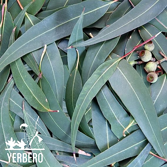 Yerbero - Premium Eucalyptus Leaves Grounded 5 oz (142g) | Polvo de Hoja de Eucalipto |100% Pure Leaf, No Fillers