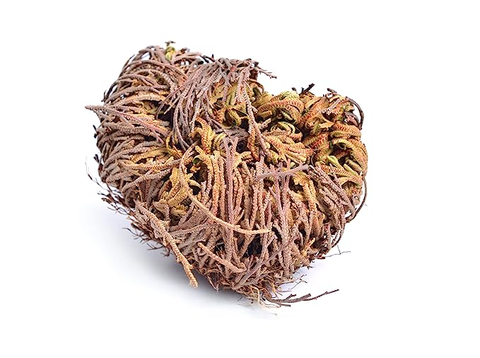 Yerbero - Doradilla 2oz (58gr) Rose Of Jerico (Resurrection Plant) Herbal Tea or Spiritual Use | Rosa de Jericho / Mano de Fatima | Stand Up Resealable Bag | Crafted By Nature100% All Natural, non-GMO, Gluten-free.