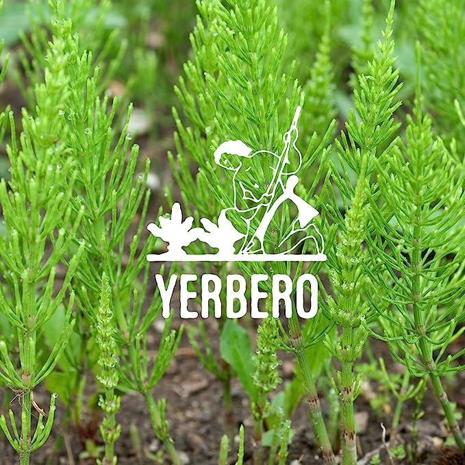 Yerbero - Premium Loose Horsetail Tea 2oz (58gr) | Cola De Caballo Te Herbal | Makes 30+ Cups | Shave Grass - Snake Grass |