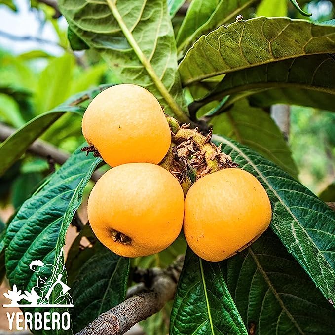 Yerbero - Te Herbal Hojas De Nispero 3 oz (85gr) Herbal Tea (Loquat Leaves Loose Tea)