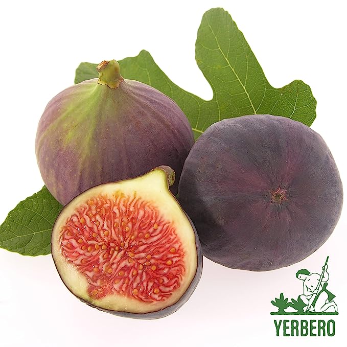 Yerbero - Hoja De Higo Seca (.75 oz - 22gr) Dried Fig Leaf, Ficus Carica Whole Leaf | 100% All Natural Delicious