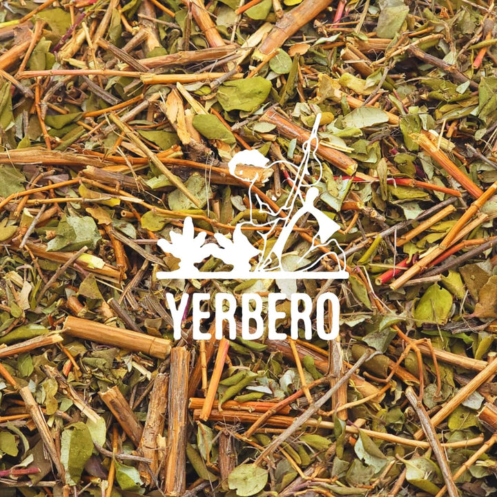 Yerbero - Moronel Bulk Loose Herbal Tea  | Planta De La Vida | Synadenium Grantii Hookcon | For Brewing Moronel Tea | Wildcrafted 100% All Natural Fresh Tea | Non-GMO.