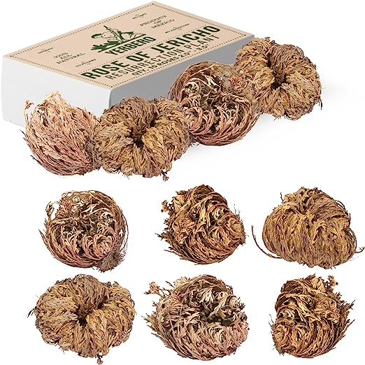 10 Pack Big Rose Jericho Dried Flower