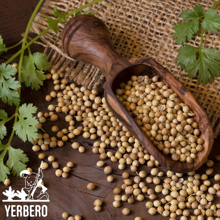 Yerbero - Coriander Seeds (Multiple Sizes) Semilla de Cilantro Premium Coriandrum sativum Gourmet Spices - All Natural, No Additives, Vegan