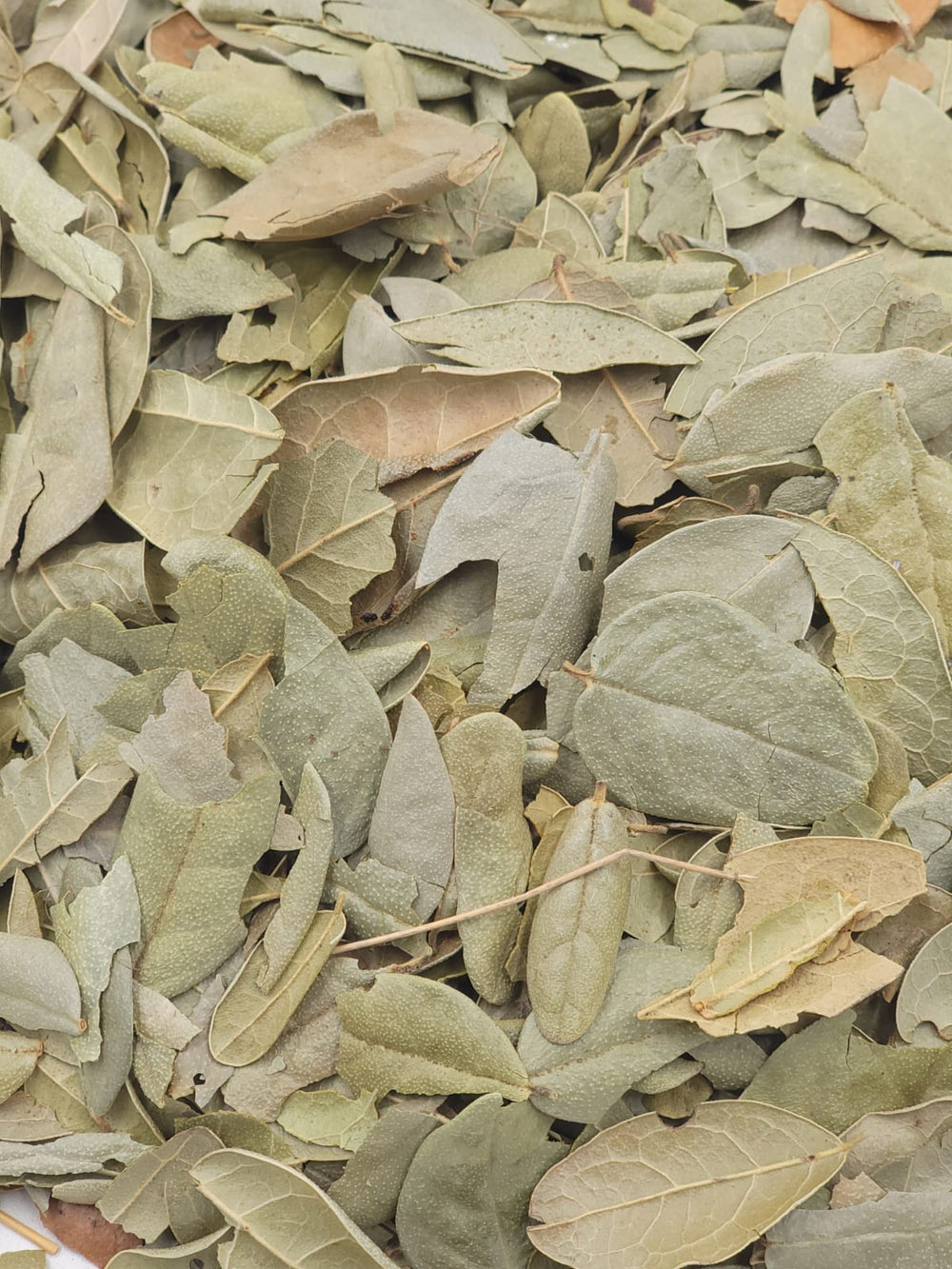 Boldo Dried Leaves Herbal Tea 